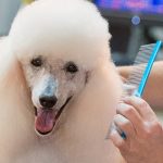 Pet care: How to keep your furry friend healthy